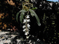 Aerangis mooreana