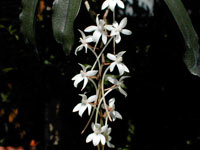 Aerangis mooreana