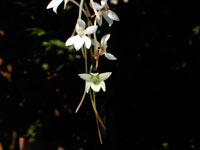 Aerangis mooreana