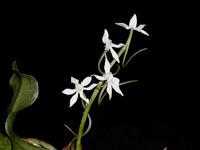 Aerangis somalensis