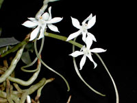 Aerangis somalensis