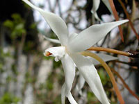 Aerangis stylosa