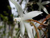 Aerangis stylosa