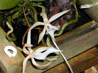 Aerangis umbonata