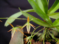 Cribbia confusa
