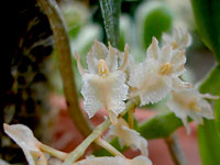 Diaphananthe bidens