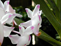 Aerangis brachycarpa