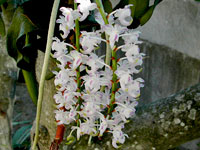 Aerangis brachycarpa