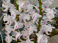 Aerangis brachycarpa