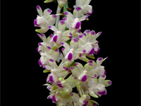 Aerangis fastuosa