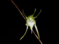 Aeranthes grandiflora