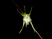 Aeranthes grandiflora