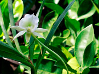 Angraecum Longiscott (longicalcar x scottianum)