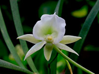 Angraecum Longiscott (longicalcar x scottianum)
