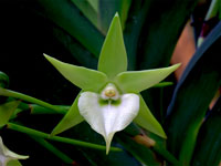 Angraecum Veitchii