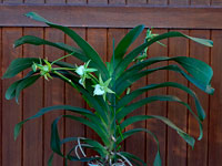 Angraecum Veitchii