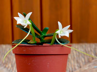 Angraecum compactum