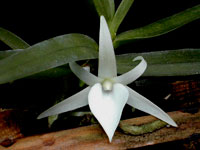 Angraecum didieri