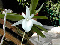 Angraecum didieri