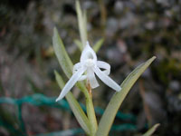 Angraecum doratophyllum