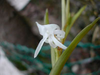 Angraecum doratophyllum