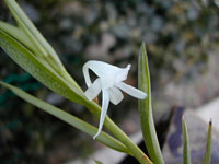 Angraecum doratophyllum
