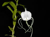 Angraecum germinyanum