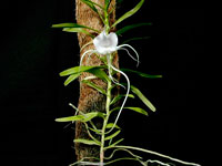 Angraecum germinyanum