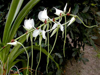 Angraecum longicalcar x comorense