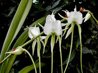 Angraecum longicalcar x comorense