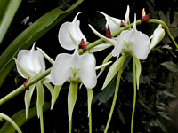 Angraecum longicalcar x comorense