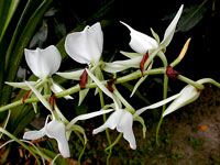 Angraecum longicalcar x comorense