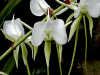 Angraecum longicalcar x comorense