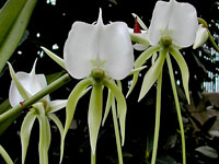 Angraecum longicalcar x comorense