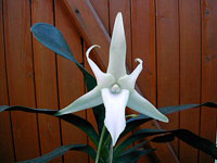 Angraecum sesquipedale