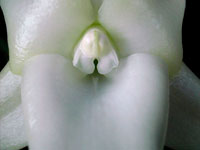 Angraecum sesquipedale