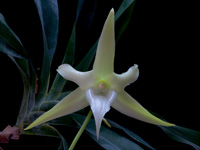 Angraecum sesquipedale