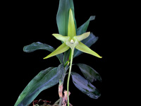 Angraecum sesquipedale