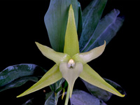 Angraecum sesquipedale