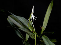 Jumellea arborescens