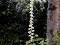 Dendrochilum cobbianum