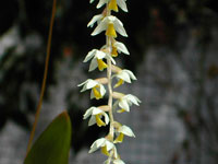 Dendrochilum cobbianum