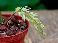 Dendrochilum undulatum