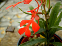 Habenaria rhodocheila