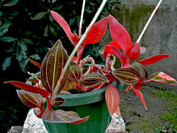 Ludisia discolor