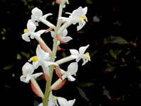 Ludisia discolor