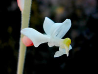 Ludisia discolor