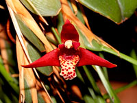 Maxillaria houtteana