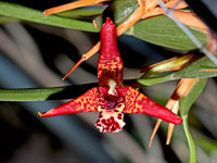 Maxillaria tenuifolia