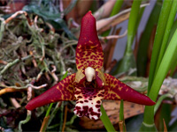 Maxillaria tenuifolia